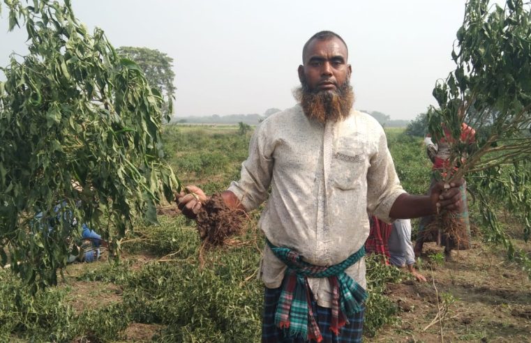 মেহেরপুরে দক্ষিণ শালিকায় পূর্ব শত্রুতার জের ধরে দুই বিঘা জমির মরিচ গাছ কর্তন করেছে দুর্বৃত্তরা