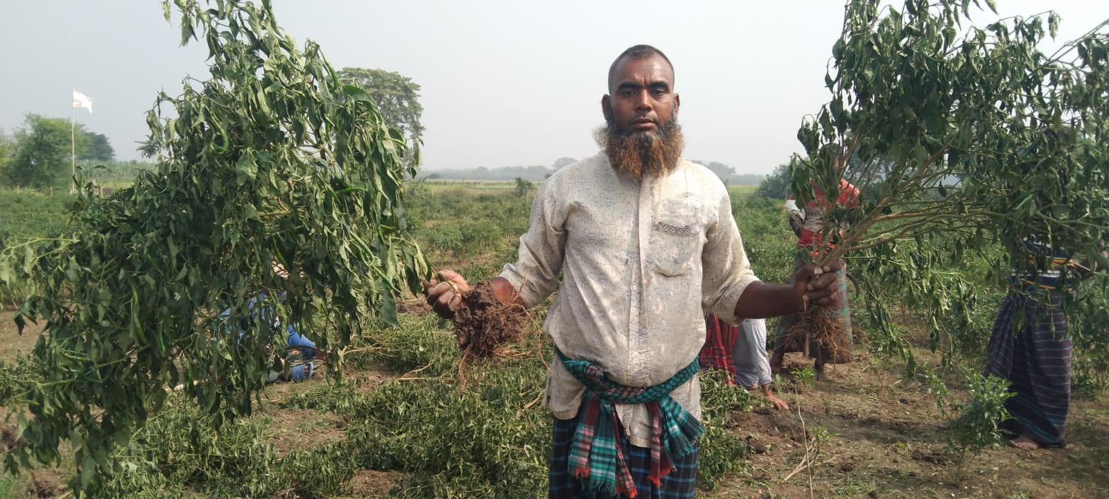 মেহেরপুরে দক্ষিণ শালিকায় পূর্ব শত্রুতার জের ধরে দুই বিঘা জমির মরিচ গাছ কর্তন করেছে দুর্বৃত্তরা